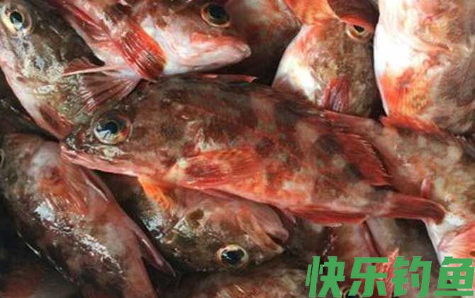红biubiu鱼是什么鱼(图4)