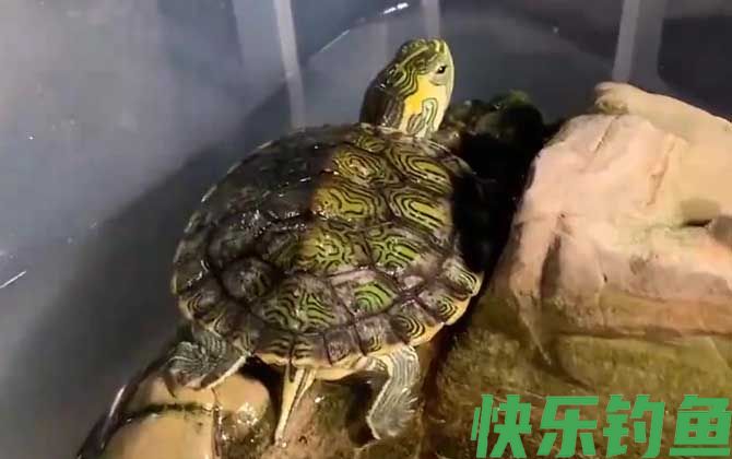 养龟玻璃缸好还是塑料缸好(图2)