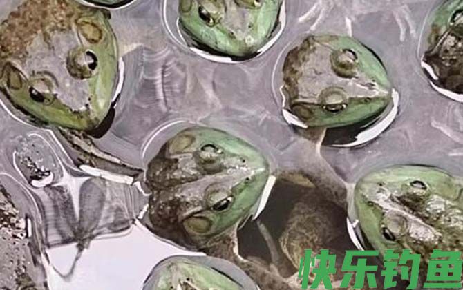 牛蛙是保护动物吗(图2)