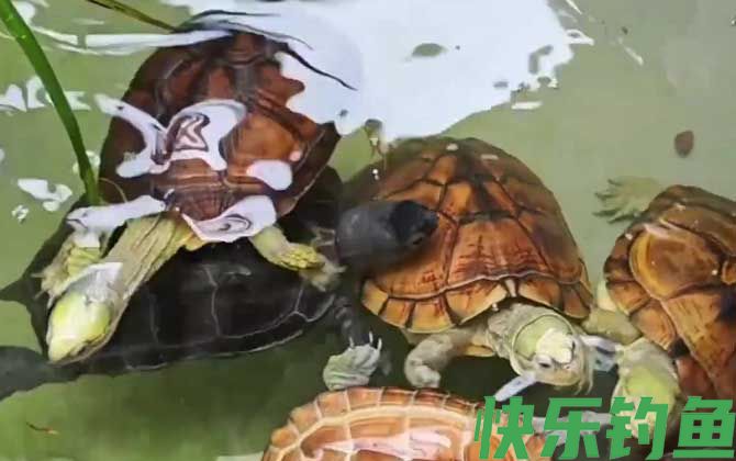 乌龟能吃葡萄吗(图2)