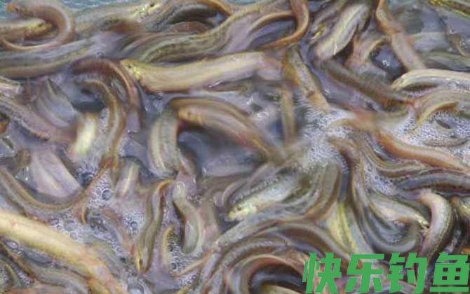 黄鳝和泥鳅的区别(图4)
