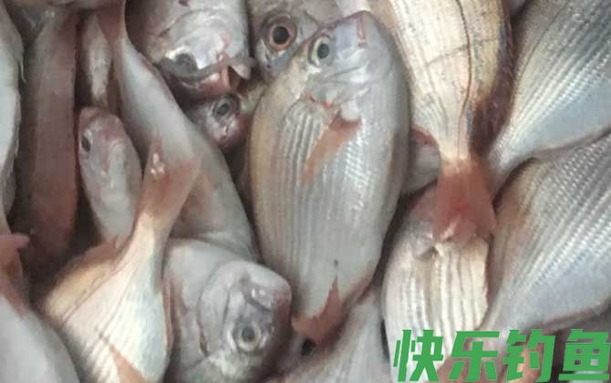 鲷鱼读diao还是chou(图2)