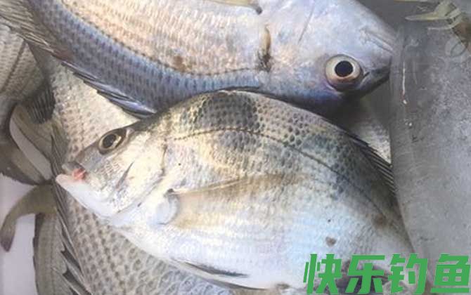 鲷鱼读diao还是chou(图3)