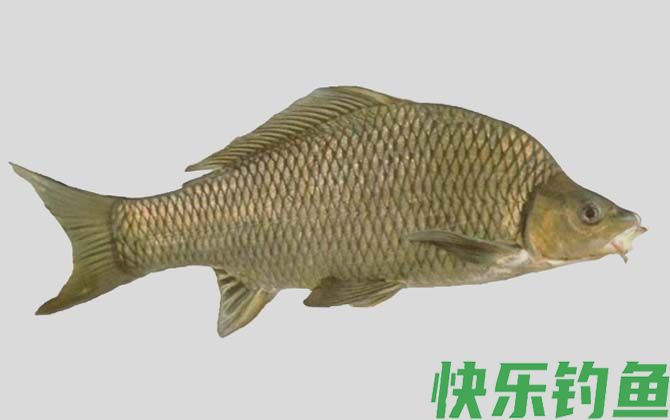 国家二级保护鱼类名称及图片大全(图49)
