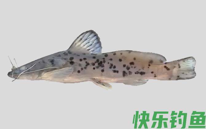 国家二级保护鱼类名称及图片大全(图59)