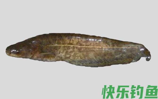 国家二级保护鱼类名称及图片大全(图60)