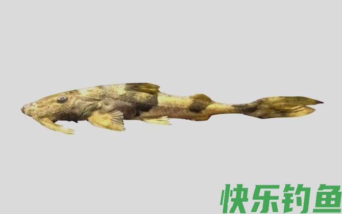 国家二级保护鱼类名称及图片大全(图65)