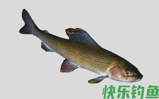 国家二级保护鱼类名称及图片大全(图75)