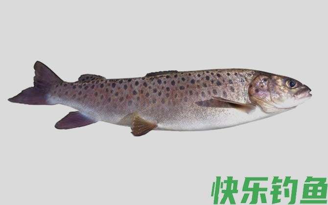 国家二级保护鱼类名称及图片大全(图68)