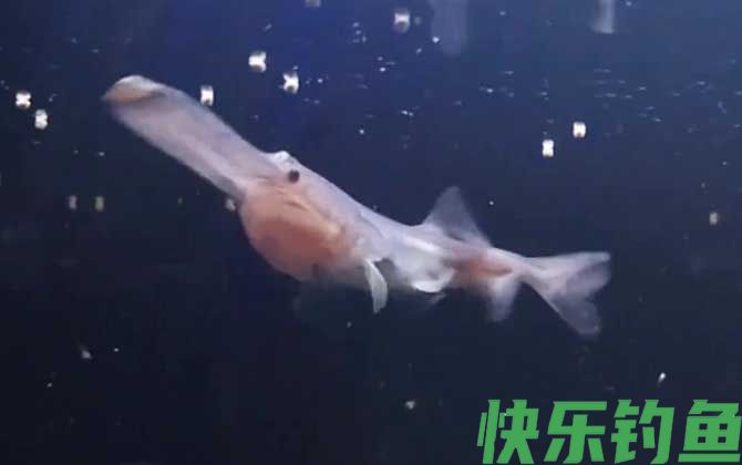 鸭嘴鱼价格多少钱一斤(图3)