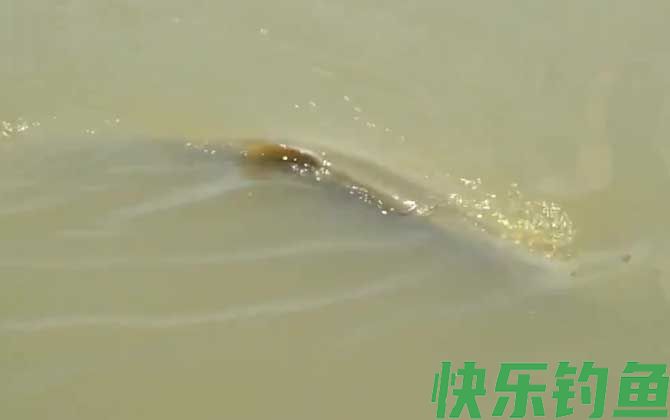鳡鱼好吃吗(图1)