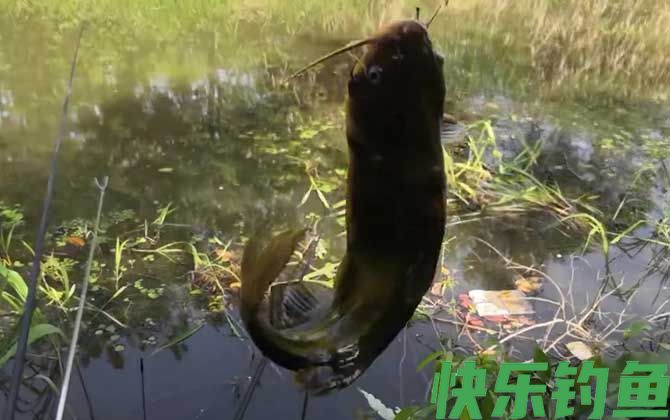黄骨鱼生活在污水中吗(图1) 黄骨鱼生活在污水中吗(图1)