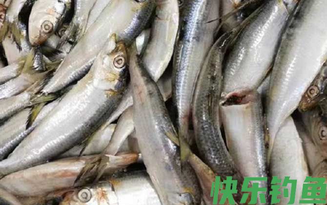 沙丁鱼有几种(图1) 沙丁鱼有几种(图1)