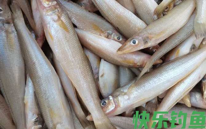 沙丁鱼有几种(图2) 沙丁鱼有几种(图2)