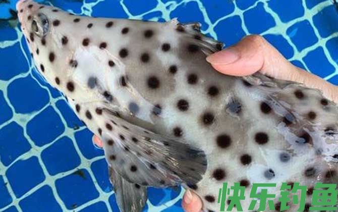 老鼠斑是保护动物吗(图1)