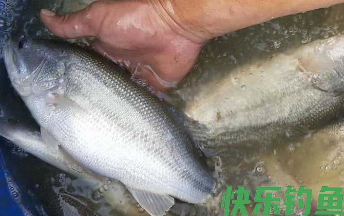 黑鲈是什么鱼(图2)
