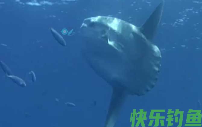 翻车鱼真的很难吃吗(图1)