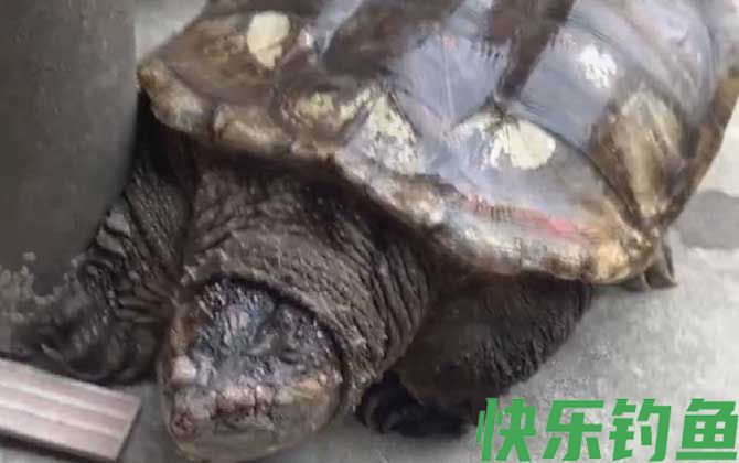 鳄龟能长多大(图1)