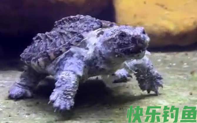 鳄龟能长多大(图2)
