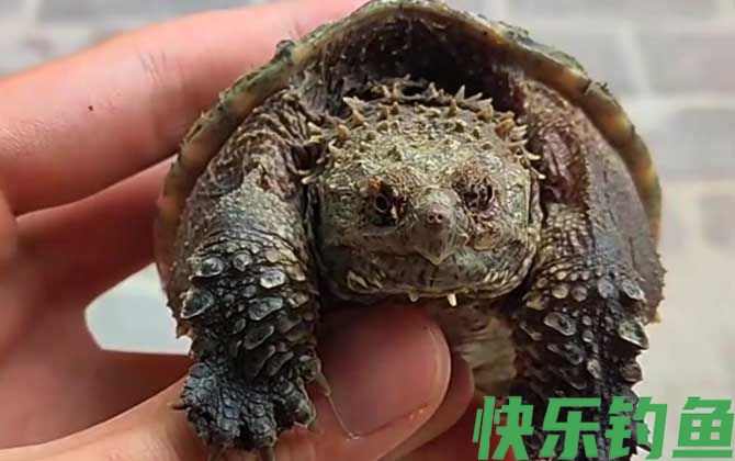 鳄龟能长多大(图3)