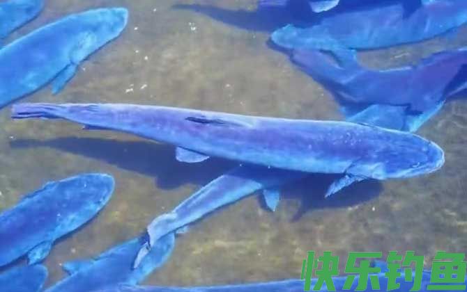 哲罗鲑是细鳞鱼吗(图2)