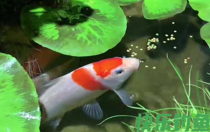 锦鲤鱼烂身用什么药最好(图1)