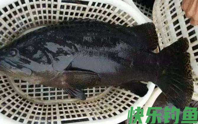 石斑鱼价格多少钱一斤(图4)