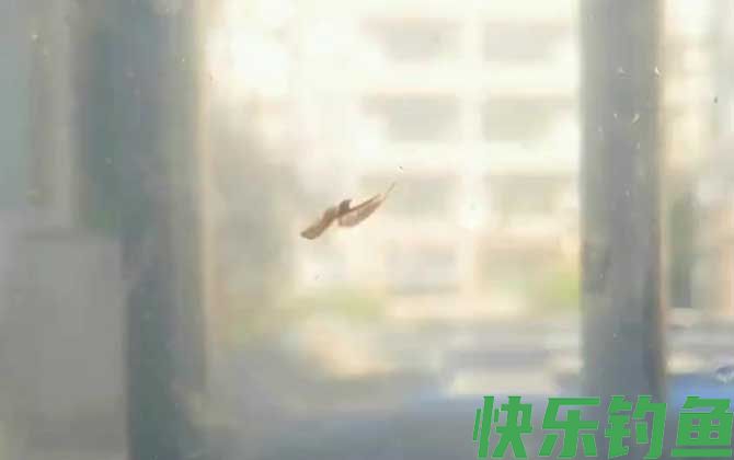 丰年虾最简单的孵化方法(图4)