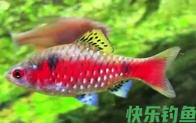 钻石彩虹鲫是什么鱼(图2)