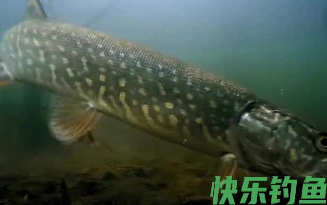 狗鱼是什么鱼(图2)