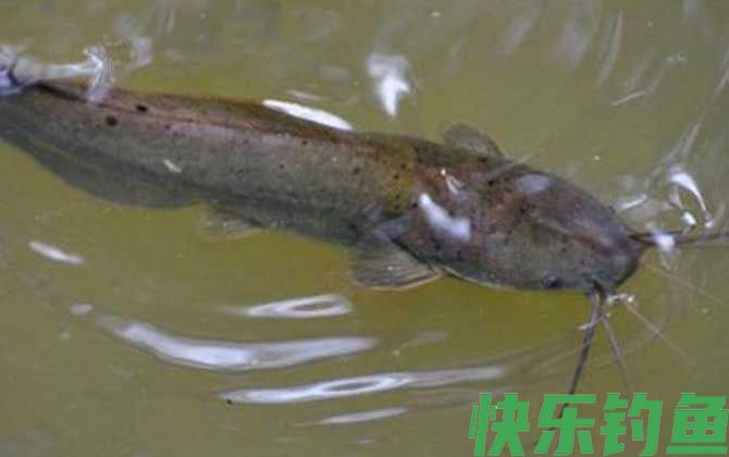 八须鲶鱼是不是塘鲺(图4)