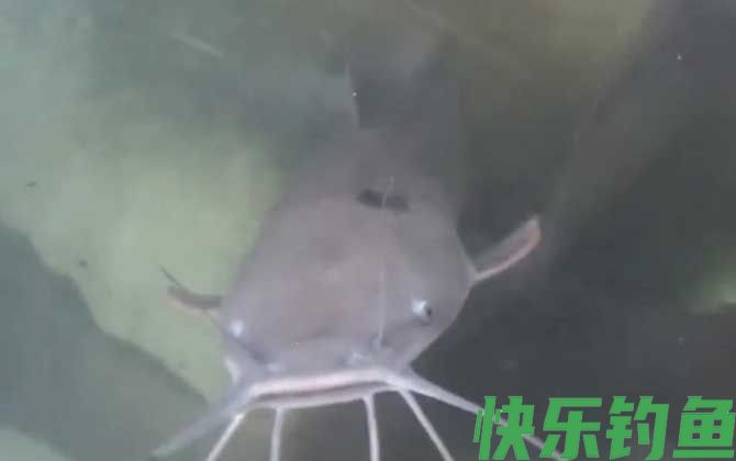 八须鲶鱼是不是塘鲺(图3)