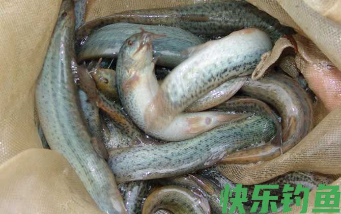 网箱泥鳅养殖技术(图3)