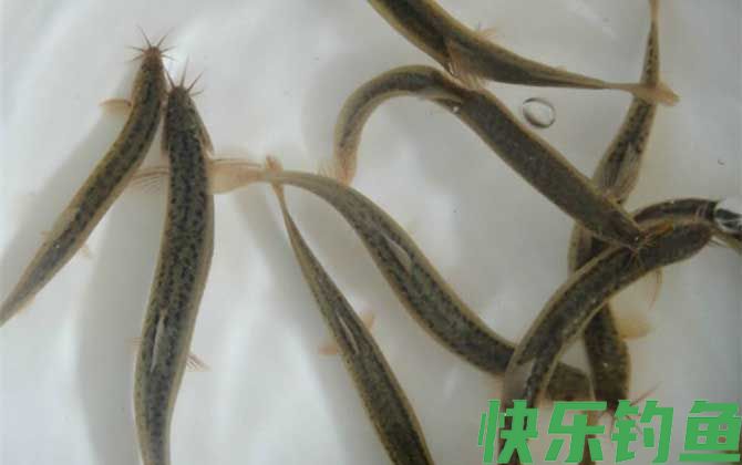 网箱泥鳅养殖技术(图5)