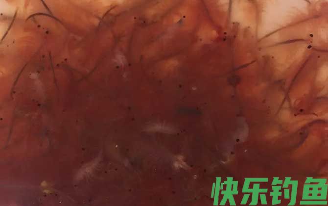 丰年虾卵孵化及养殖方法(图2)