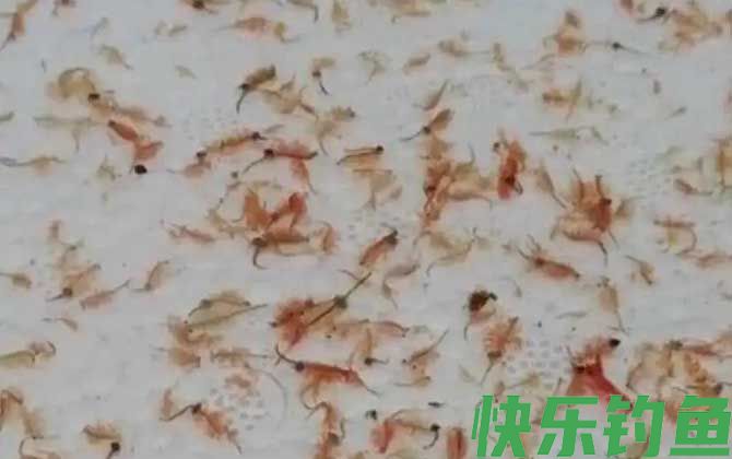 丰年虾卵孵化及养殖方法(图3)