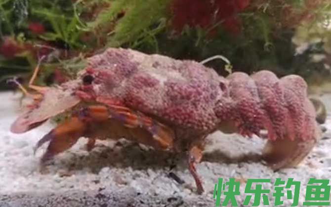 海知了是什么动物(图1)