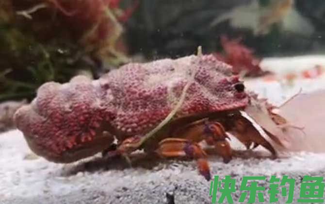 海知了是什么动物(图4)