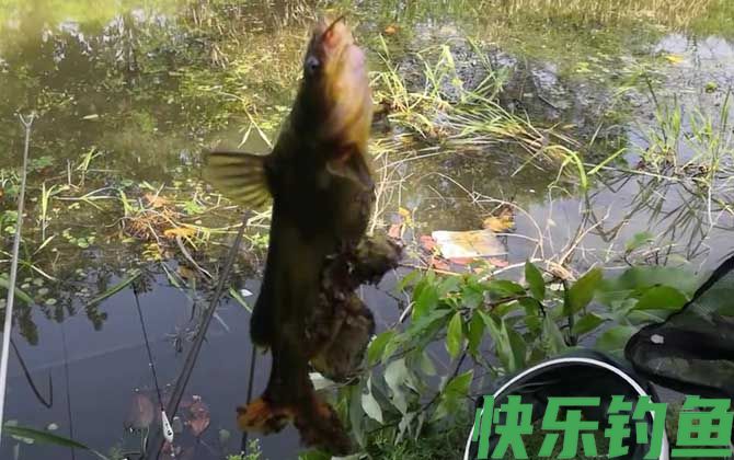 黄颡鱼什么时候进食(图1) 黄颡鱼什么时候进食(图1)