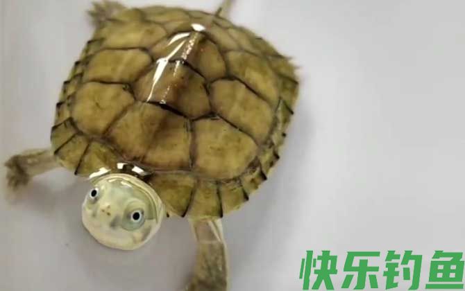 黄喉拟水龟价格多少钱一只(图1)