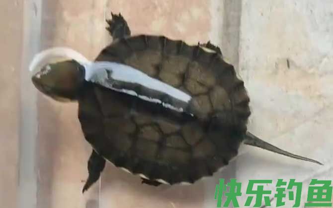 黄喉拟水龟价格多少钱一只(图4)