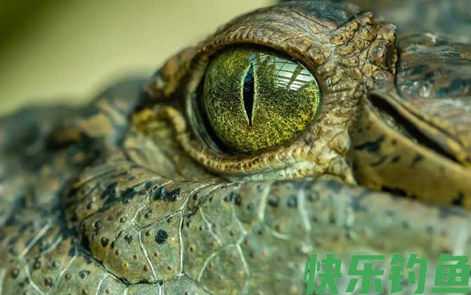 食人鳄是什么动物(图3)