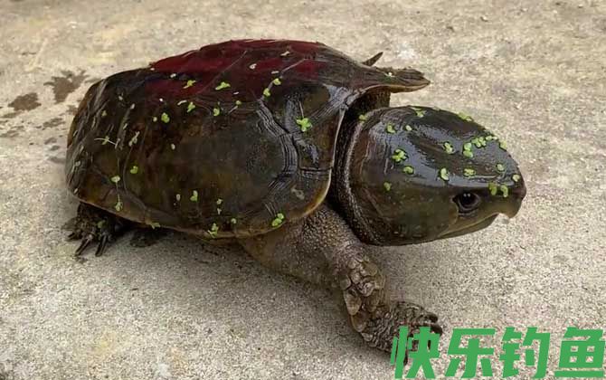 乌龟是什么动物(图3)
