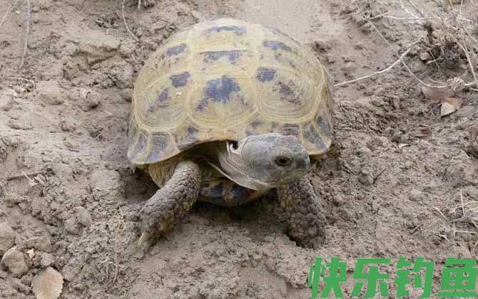 乌龟是什么动物(图1)