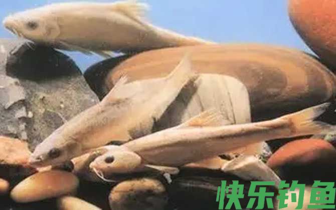 紫色金线鲃是什么鱼(图3)