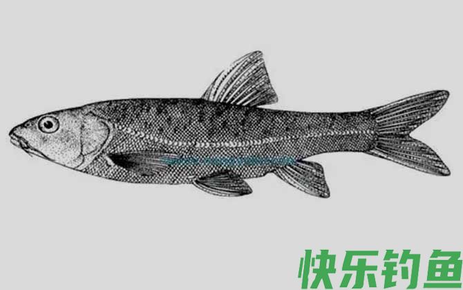 紫色金线鲃是什么鱼(图4)