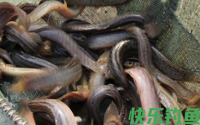 一亩地能养殖多少泥鳅(图3)