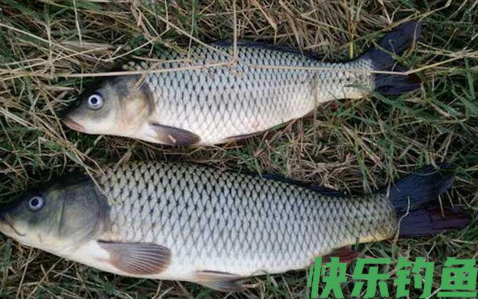 鲤鱼能长多大(图1)