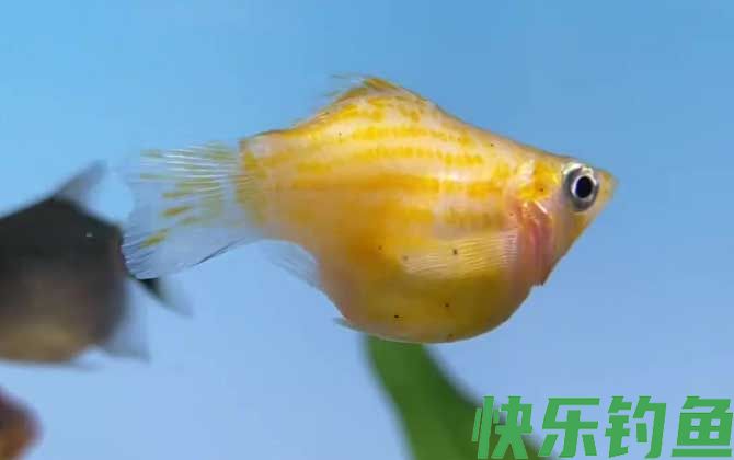 玛丽鱼多久繁殖一次(图2)