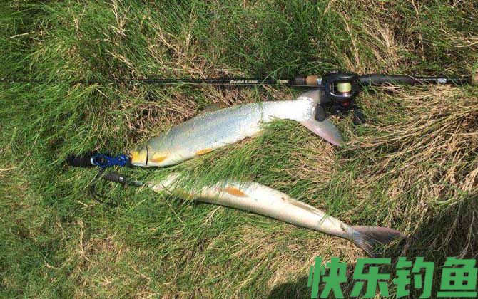 鳡鱼是上等鱼吗(图3)